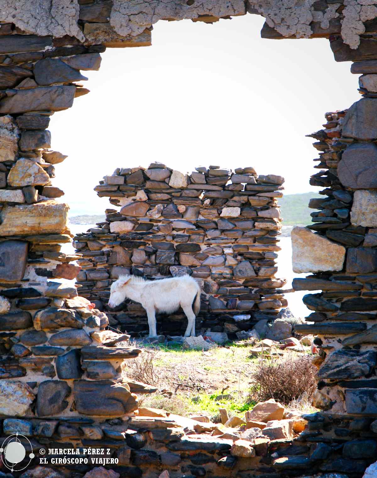 Burro blanco a la sombra de un antiguo modulo carcelario de Asinara