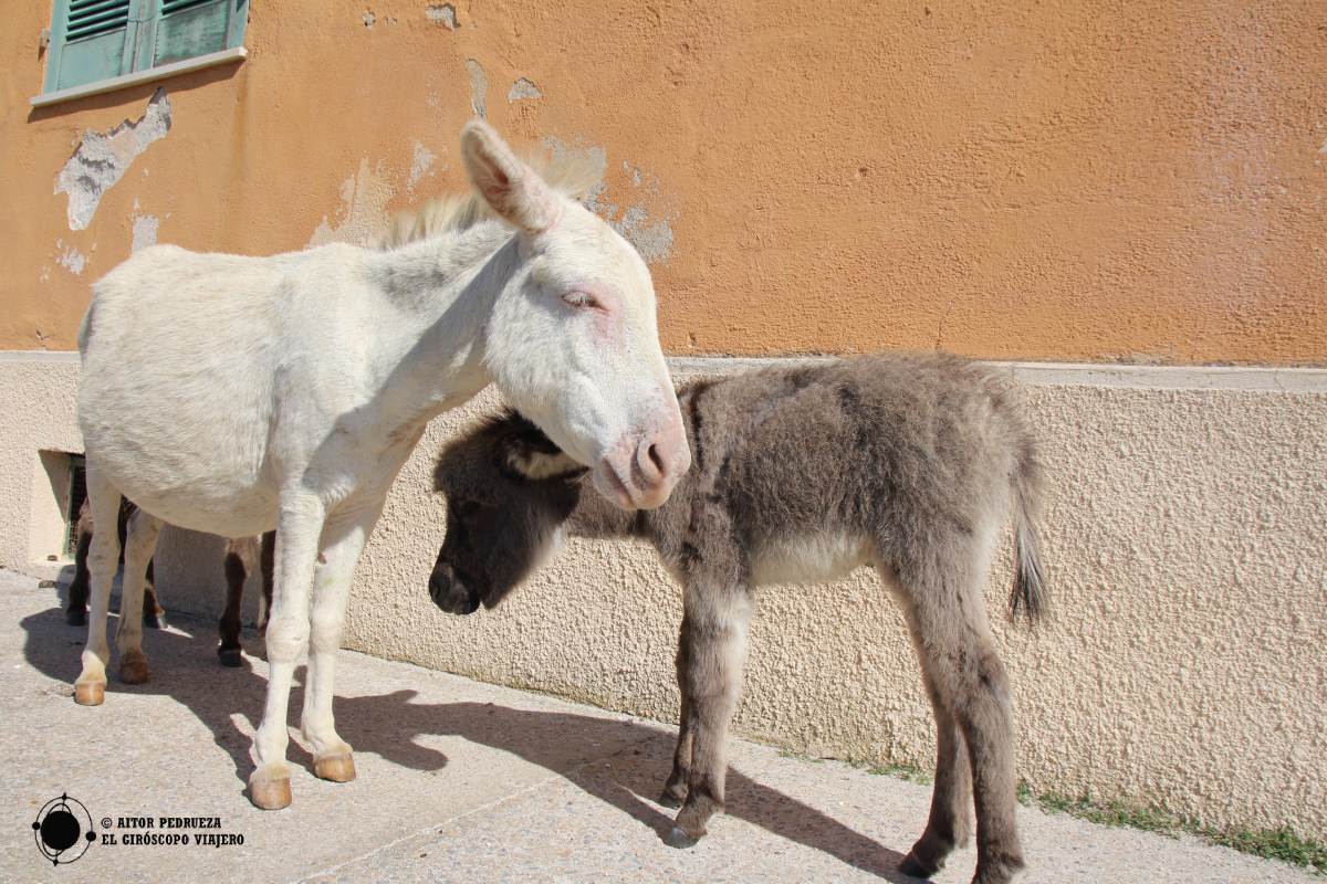 Burra albina con su cría en Asinara