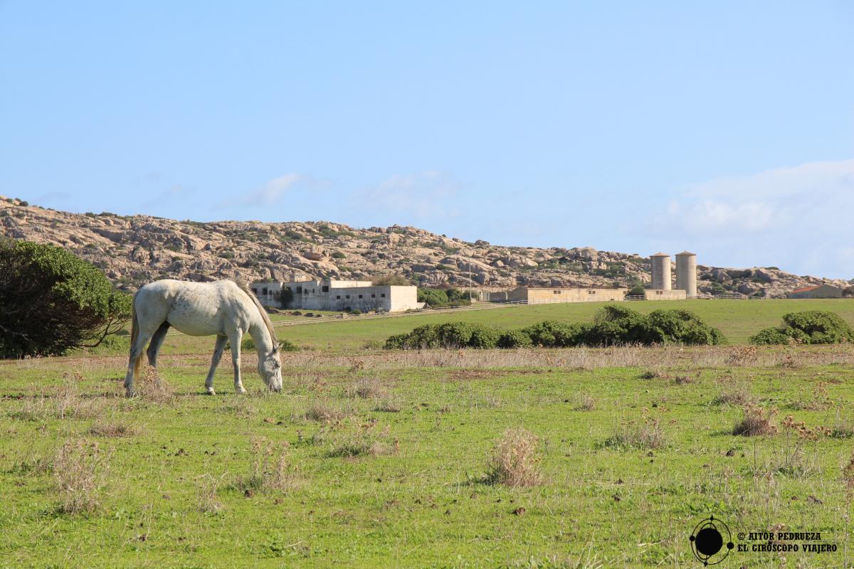 Antiguos edificios carcelarios en Asinara