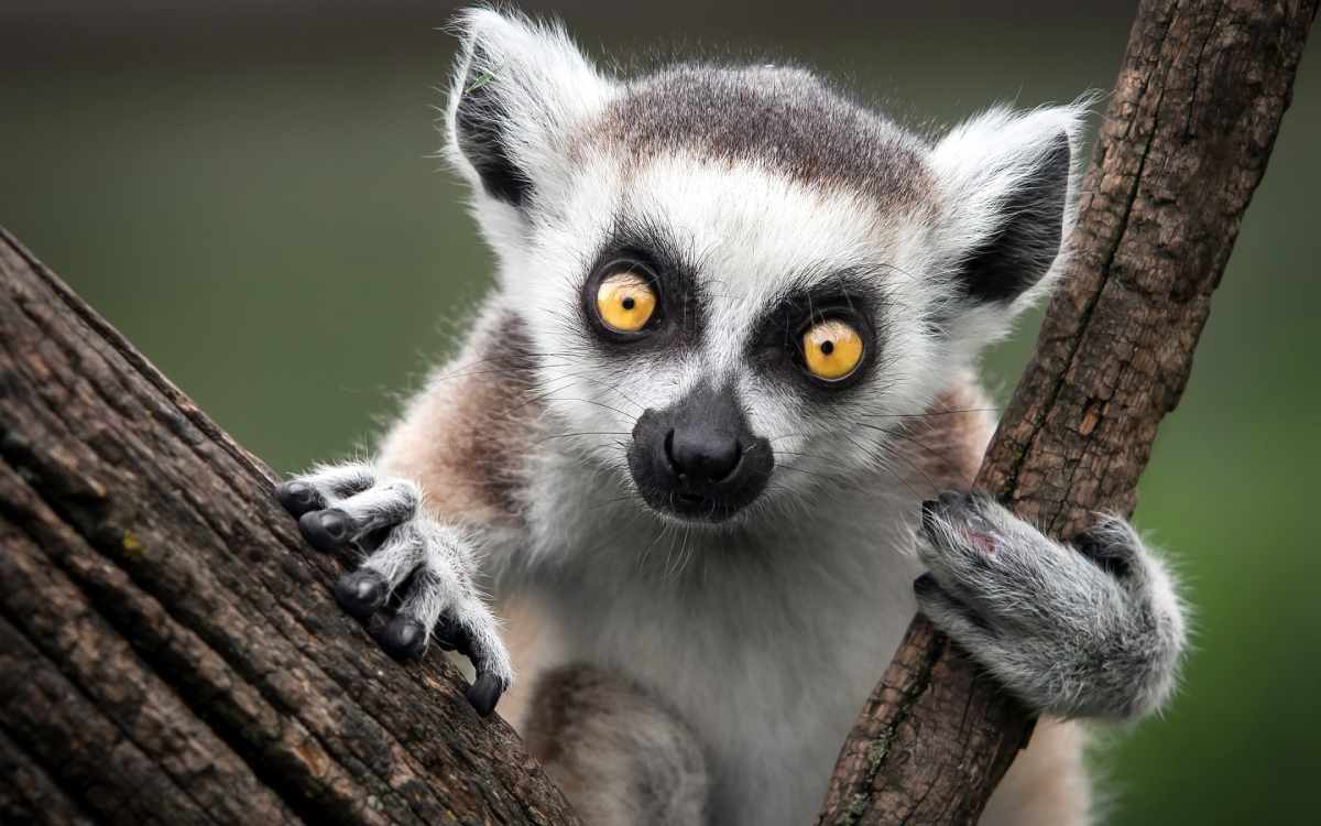 El lemur es el animal más simbólico de Madagascar