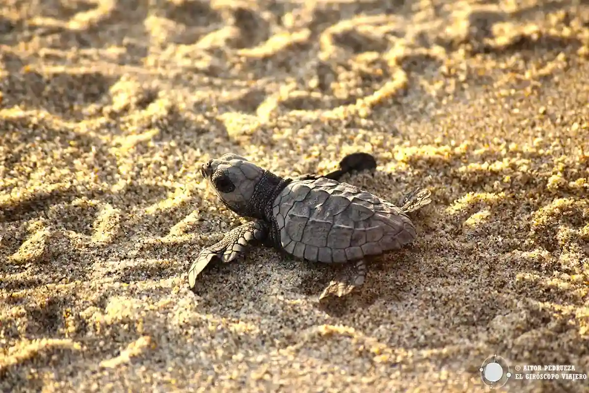 Tortuga caminando hacia el mar