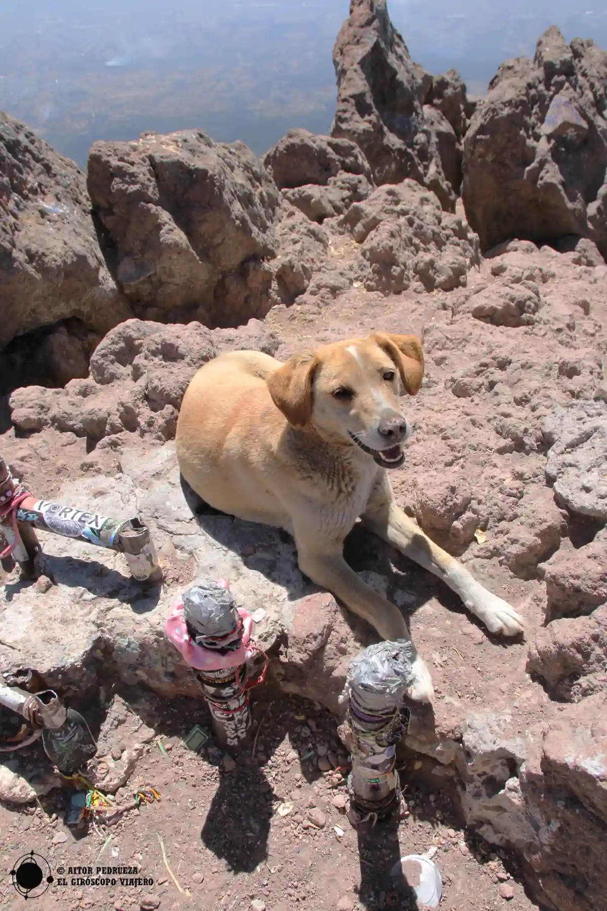 Un compañero perruno en la excursión al pico de la Malinche