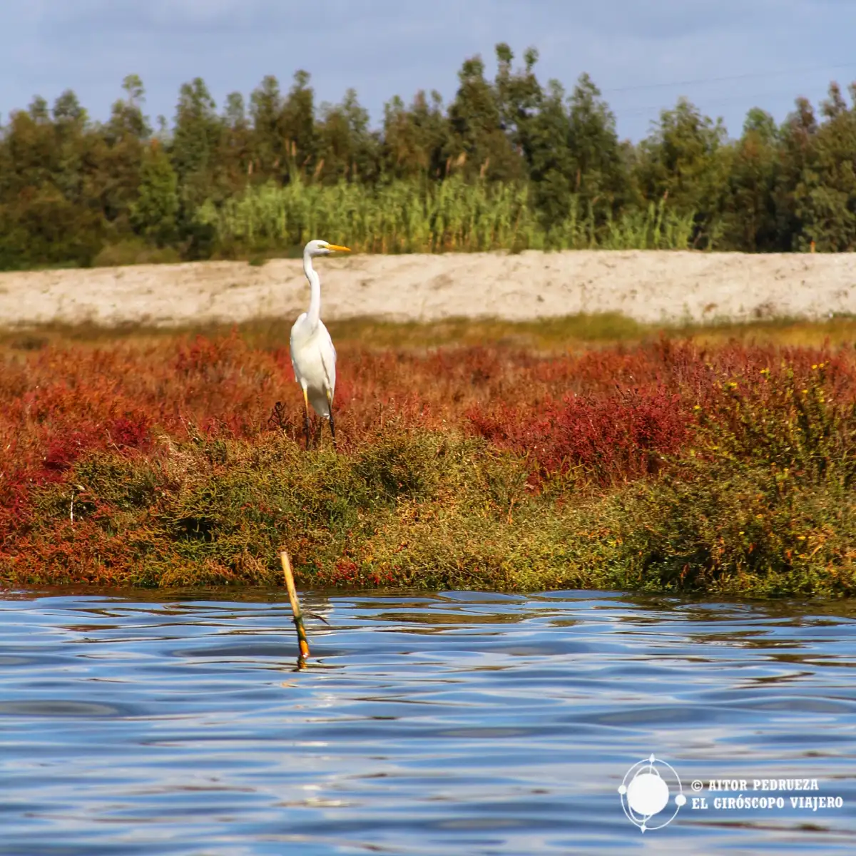 La laguna de S'ena Arrubia es un paraíso del avistamiento de aves