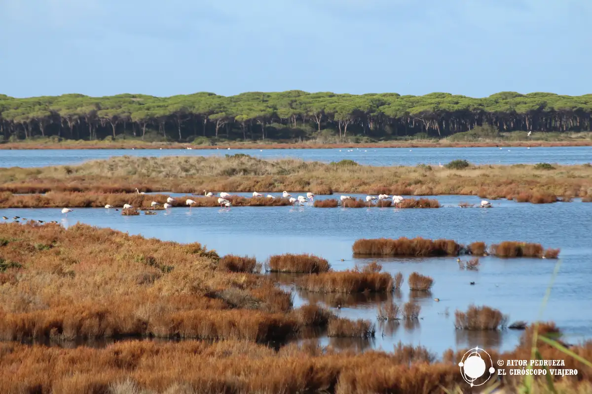 Flamencos disfrutando del paraíso natural de la costa occidental de Cerdeña