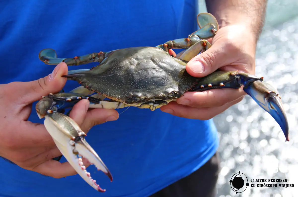 Cangrejo Azul