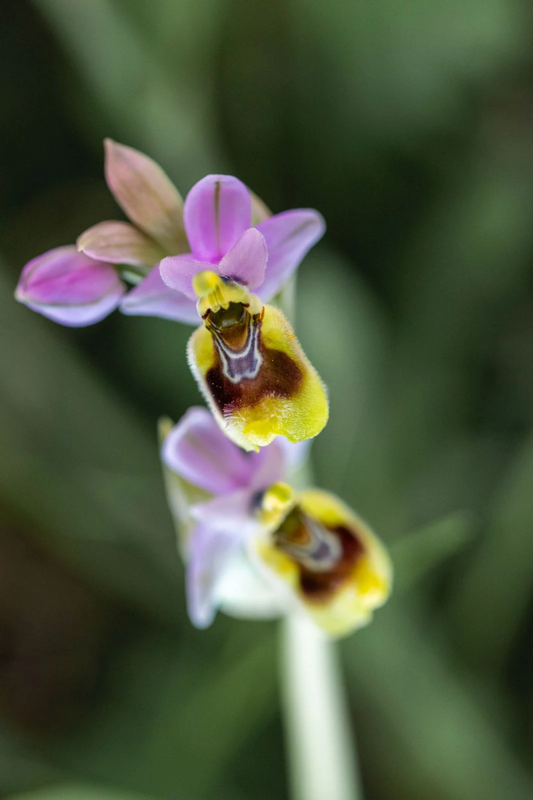 Jardín de orquídeas salvajes en Marceddí