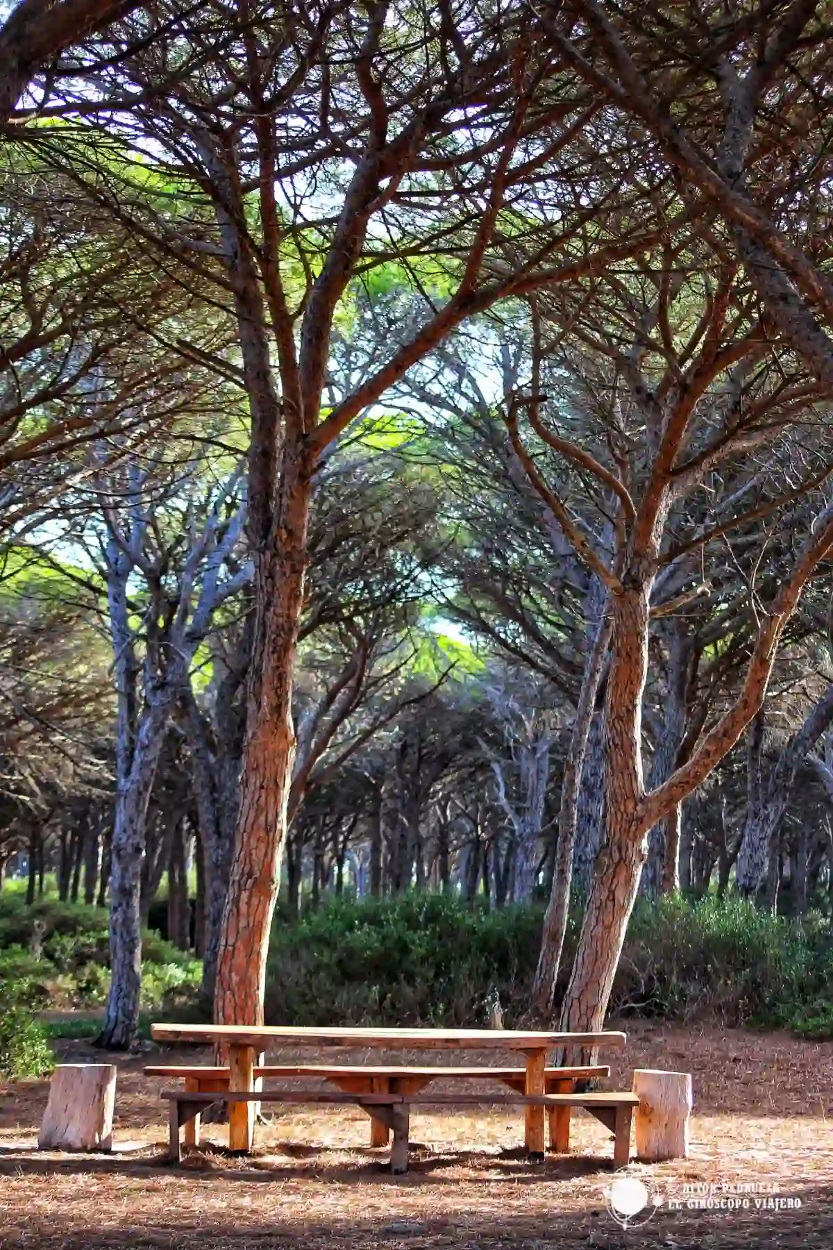 Pineda junto a la laguna de Arborea