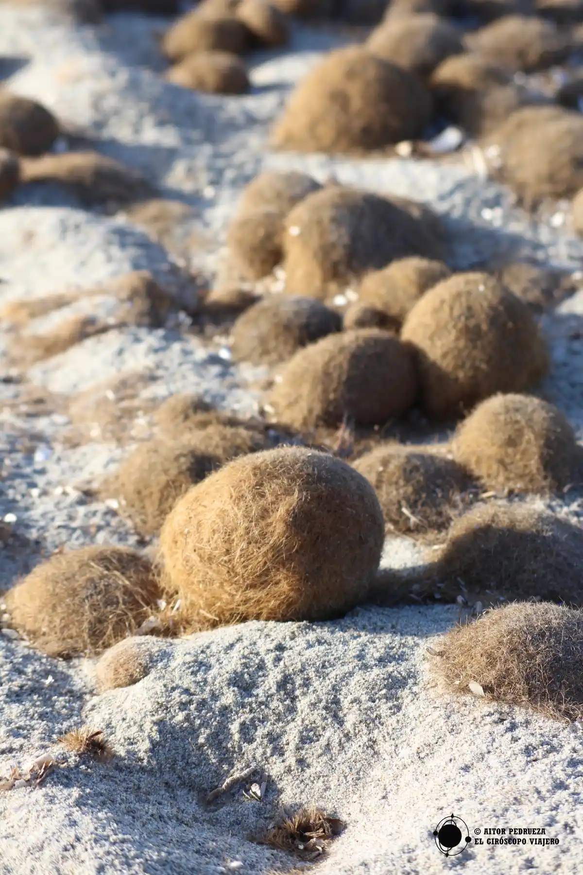 Posidonia en las playas de Arborea