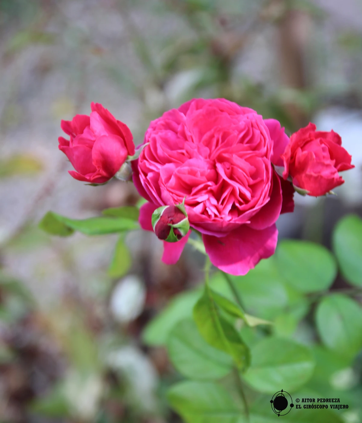 Rosehouseblues en Terralba