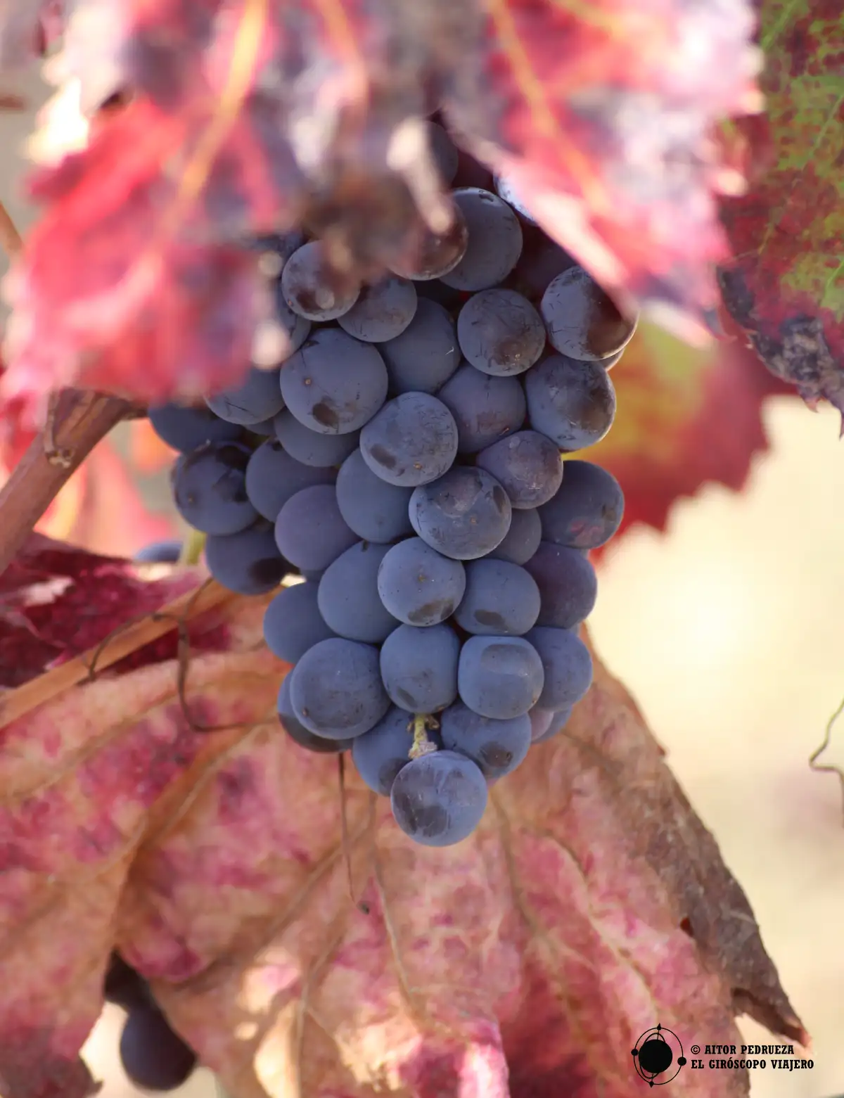En la zona del Terralbese Linas es cultivo de vino es parte de su esencia
