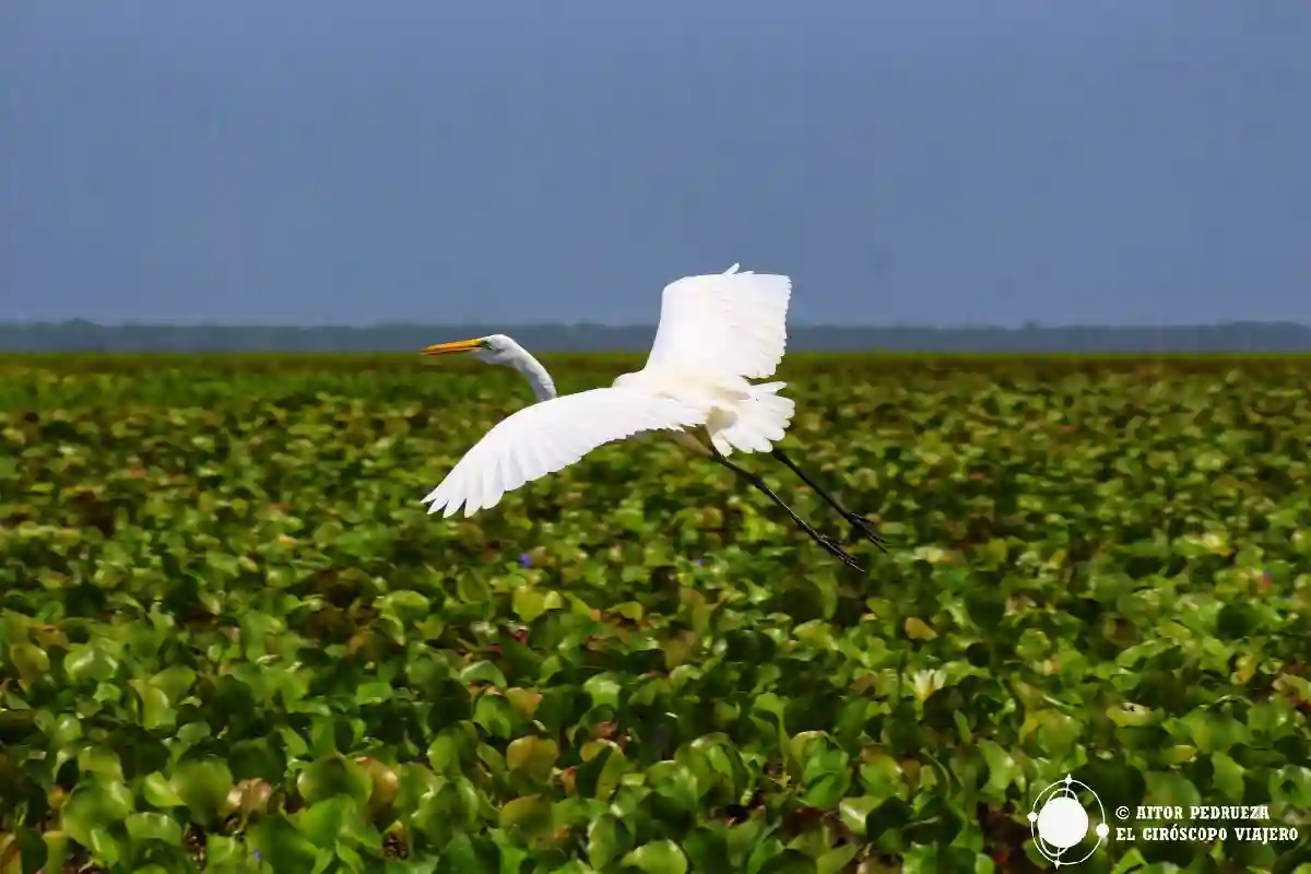 Garza blanca en la Ciénaga Grande de Santa Marta