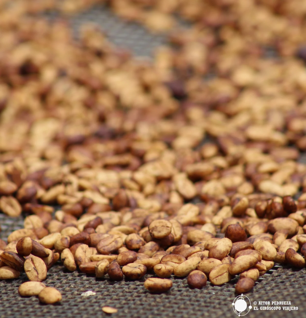 Granos de café en el Eje Cafetero de Colombia