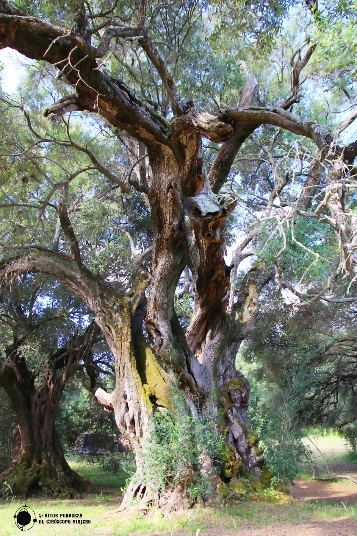 Olivos centenarios en el entorno de San Sisinio
