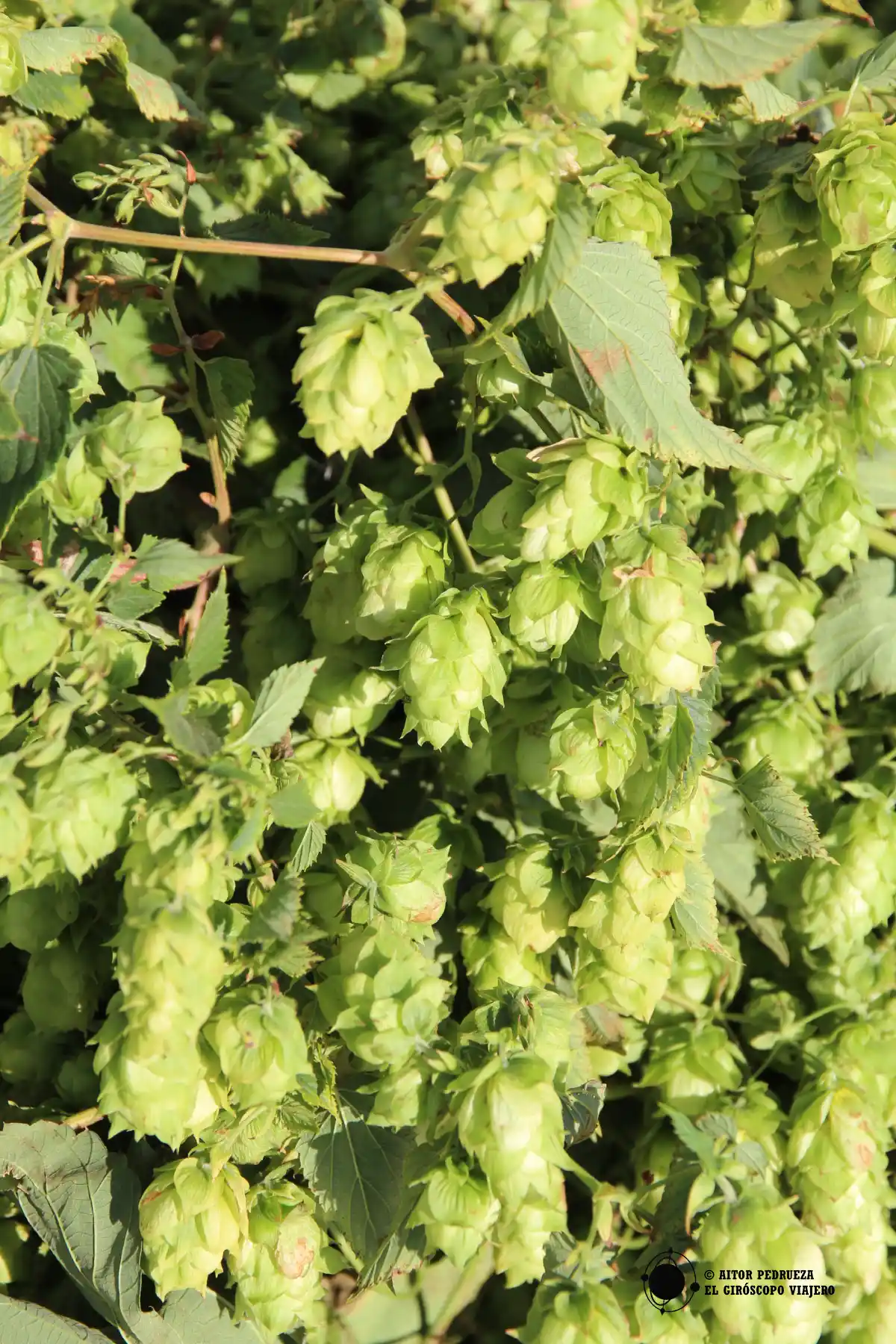 Planta de lúpulo en los campos de Poperinge