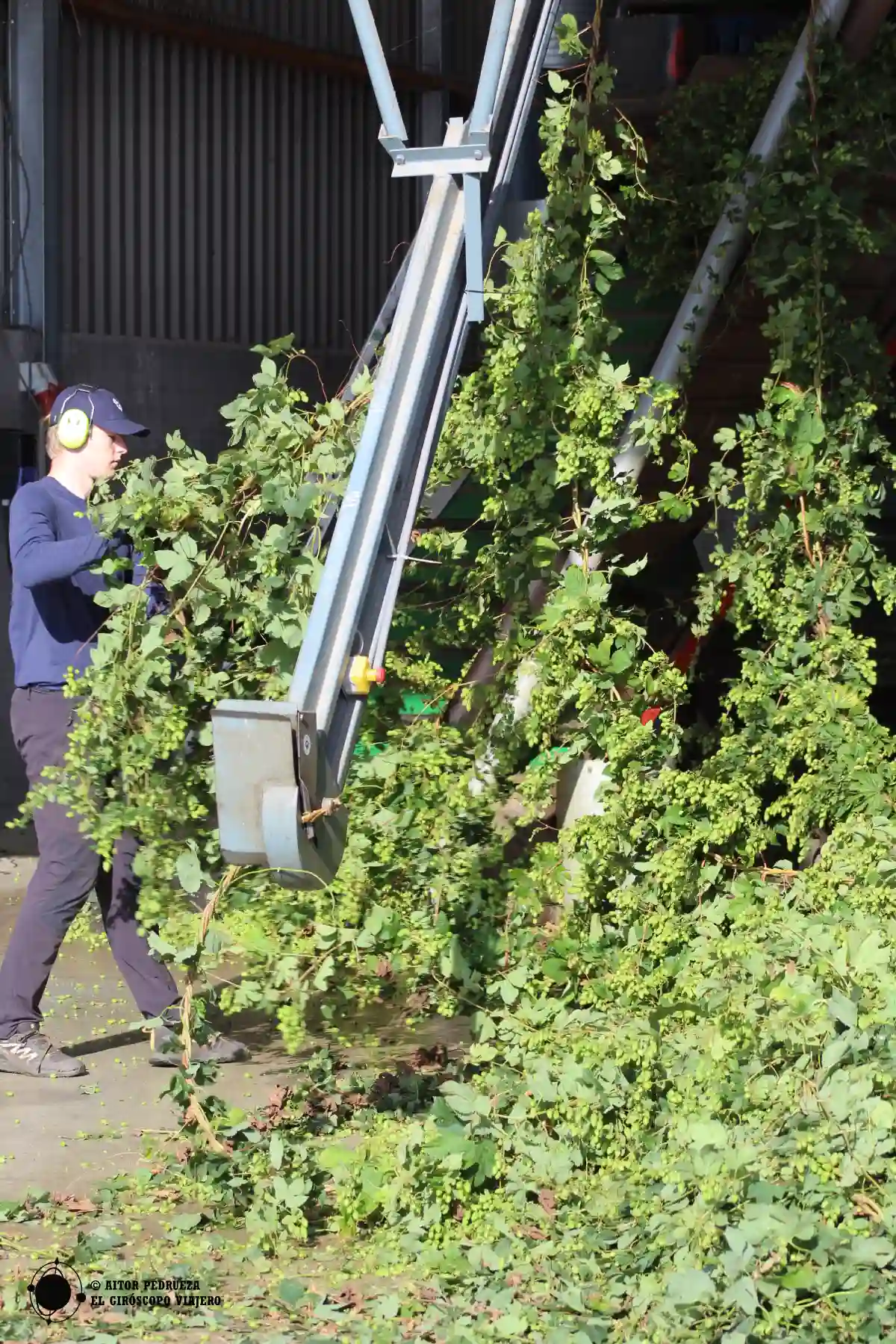 Desbrozando las plantas de lúpulo